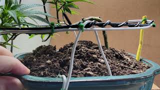 #Cannabonsai veg week 3. Cannabis bonsai #Fecida CR600 LED full spectrum #simproformula