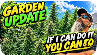 Last garden update on the outdoor grow #promix #cannabiscommunity #gaiagreen