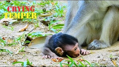 TERRIFIES ! ANNA UNREASONABLE...TORTURE BABY ANISSA CRY SIEZURE ON THE GROND, REASON WHY ANNA ??