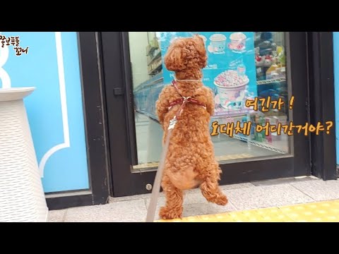 주인 찾아 두발로 아장아장 <strong>온동네</strong> 걸어다니는 강아지.