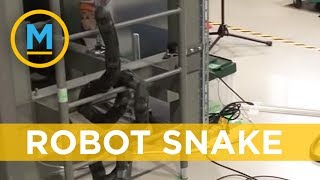 Scientists created a robotic snake that can climb ladders | Your Morning