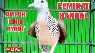 suara burung Perkutut LOKAL gacor, suara mengundang bunyi