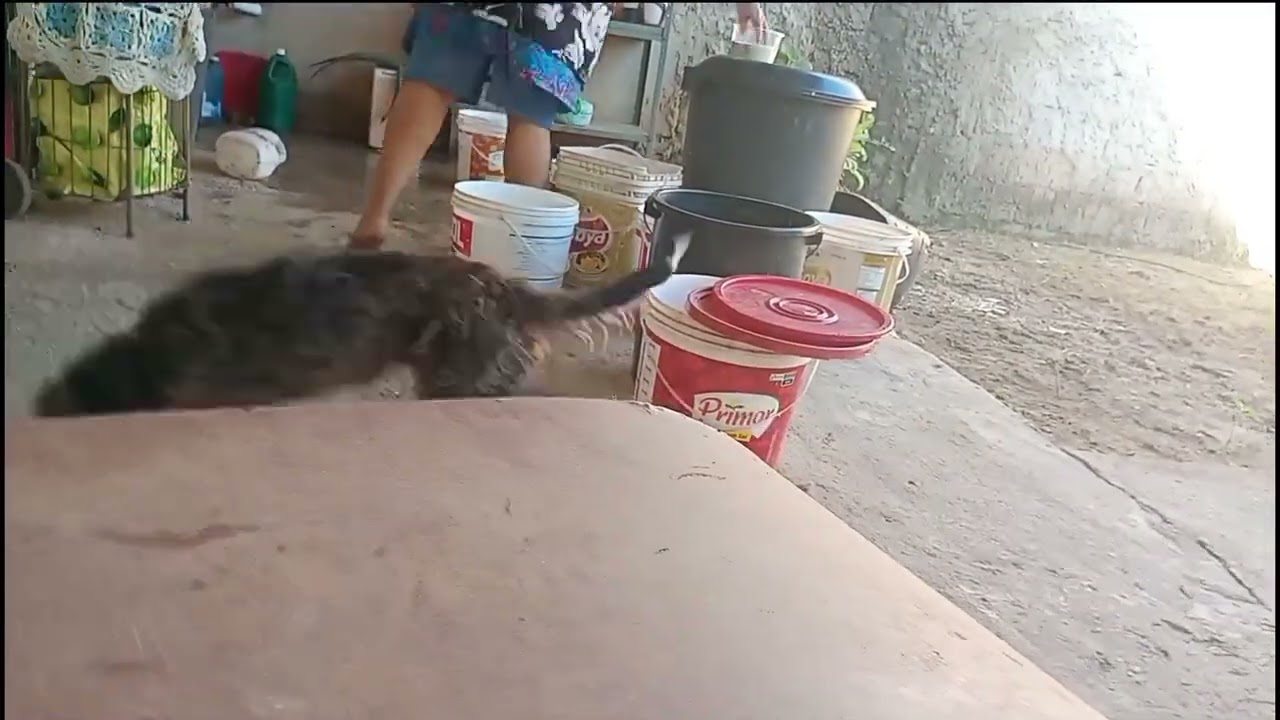 Troquei a tampa do vaso, tirei o lixo