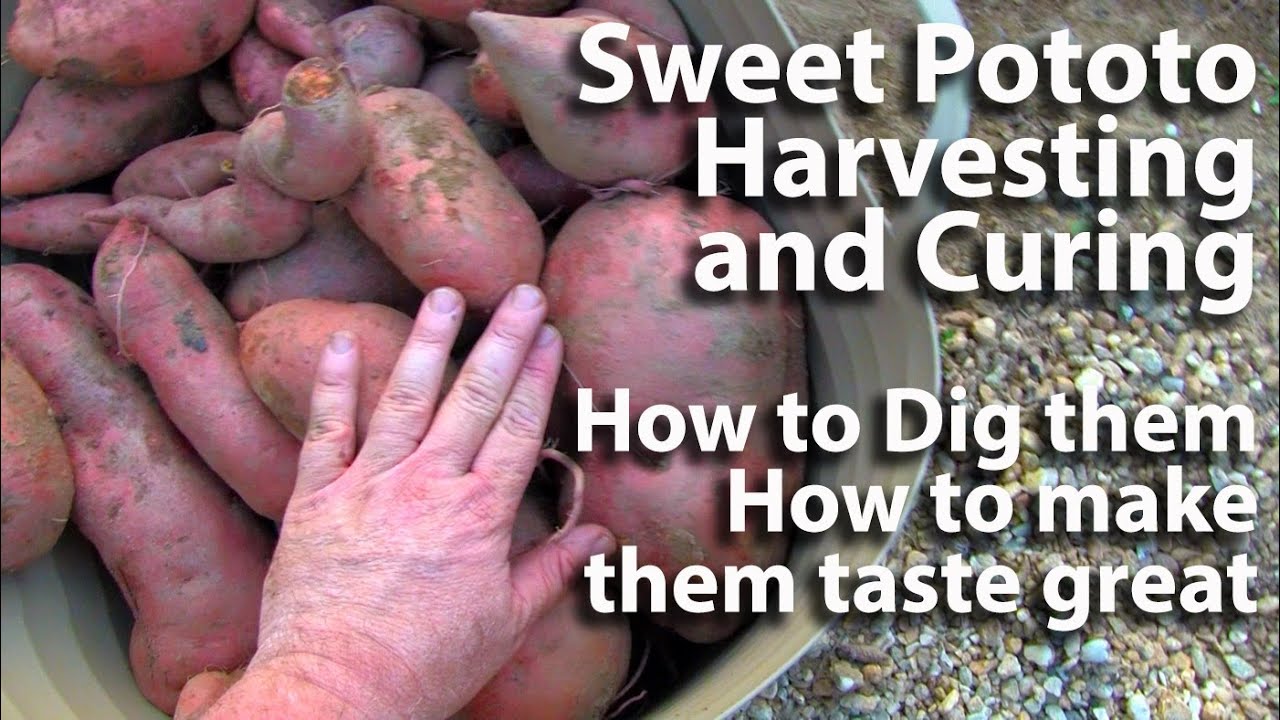 Sweet Potato Harvesting and Curing