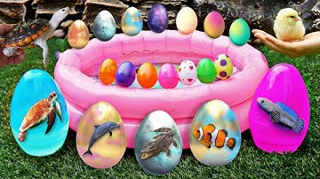 Bắt Các Con Vật Dể Thương, Cua rùa, Cá Koi, Cá Trê, Gà, Vịt Dể Thương, Thỏ Cá Vàng, Cá Sấu, Vịt Con