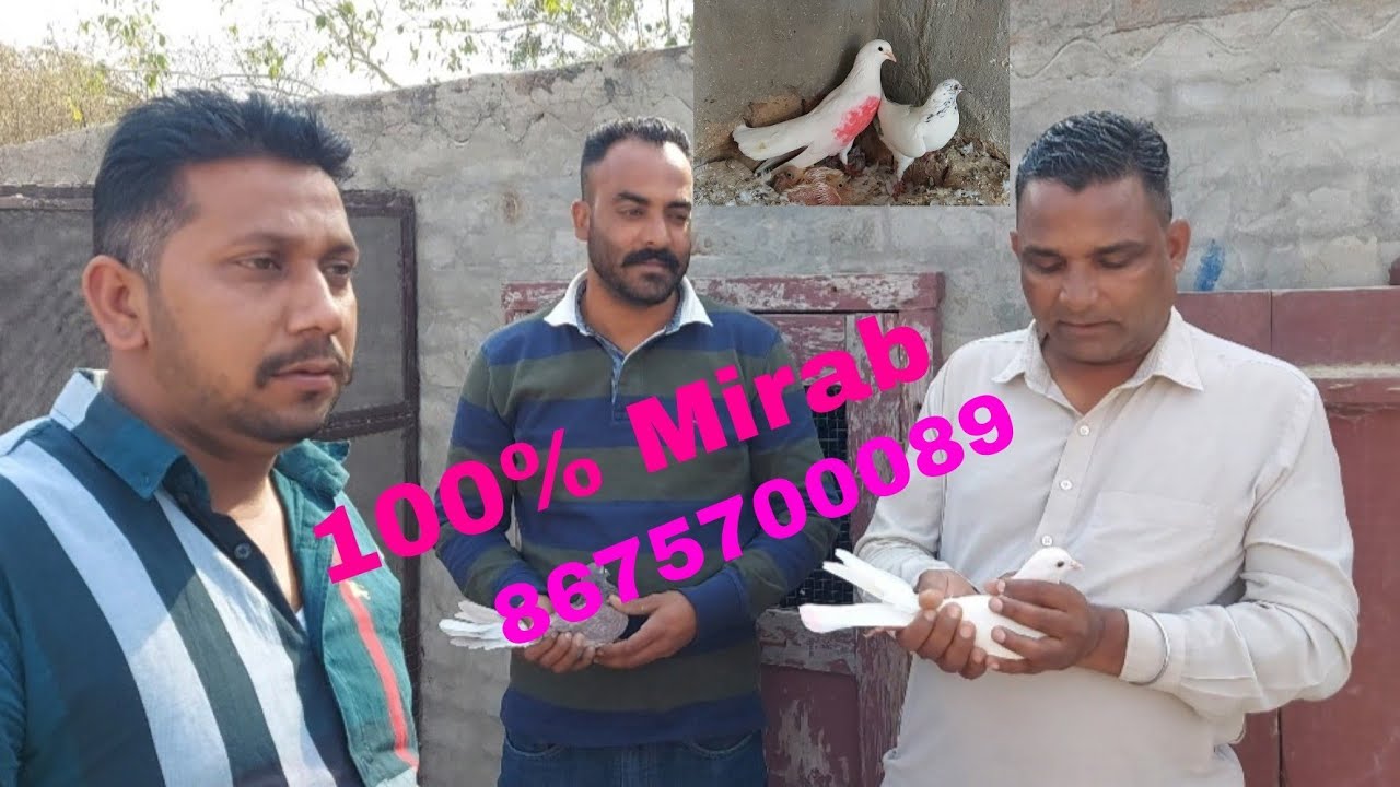 ਰੋਮਾ ਮਲੌਟ8675700089 Roma Malout de kabooter..Mirab 100%..9888306910