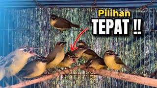 HINDARI KECEWA‼️SEPERTI INI PILIH OPIOR JAMBUL JANTAN PROSPEK,KEKURANGAN DAN KELEBIHANYA‼️