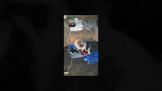 Perro Perreando Con Musica Chida
