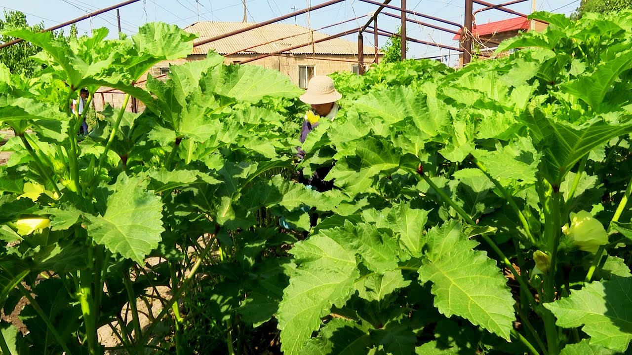 գյուղ Հովտաշատ