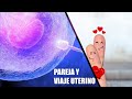 🤰💞Qué pareja atraes según tu viaje uterino