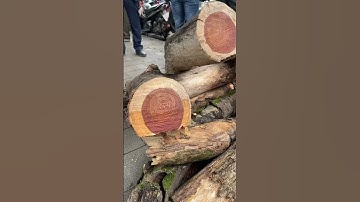 Chính thức chặt ba cây sưa đỏ ở hồ Gươm