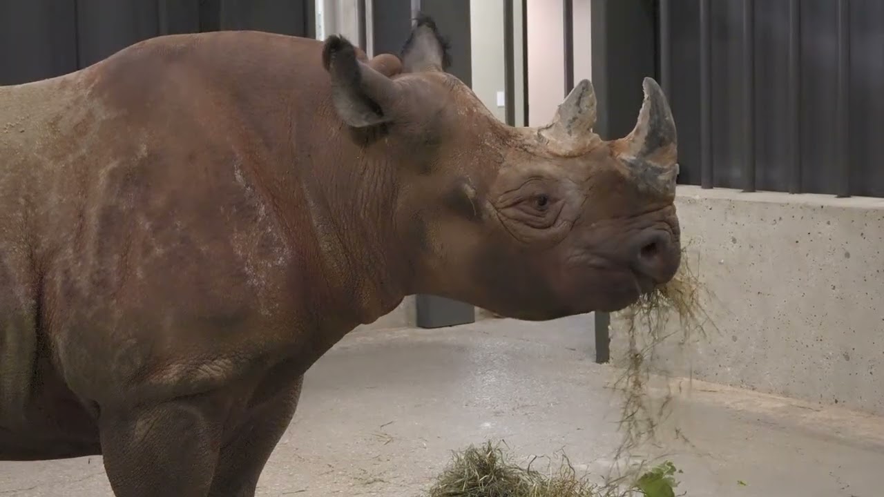 Milwaukee zoo welcomes 2 Eastern black rhinos, a critically