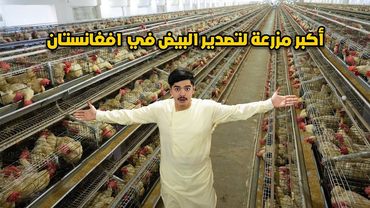 داخل أكبر شركة لإنتاج البيض في افغانستان |Biggest egg company in Afghanistan