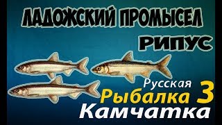 Русская Рыбалка 3.99 —Ладожский промысел (Рипус)