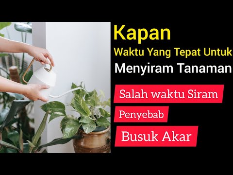 Video: Kapan menyiram tanaman pot?