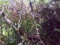 Orquídeas de la selva de Rodriguez de Mendoza - Audilia Gomez Sopla