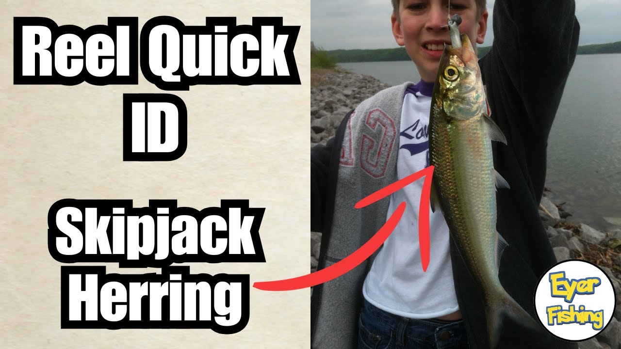 How to Identify Skipjack Herring (Alosa chrysochloris) | Freshwater Fish Species
