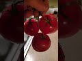 Vine tomatoes are great  #tomatoes #tomato #shorts #cooking #shortsvideo #fruits