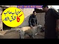 Top of pakistan bully dog of moon dub by nafa tv
