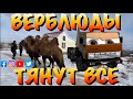 Верблюды в беде не оставят💪