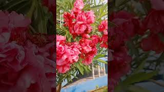 most beautiful Nerium oleander flower || gardening #flowers #trendingshorts #ytshorts #flowergarden