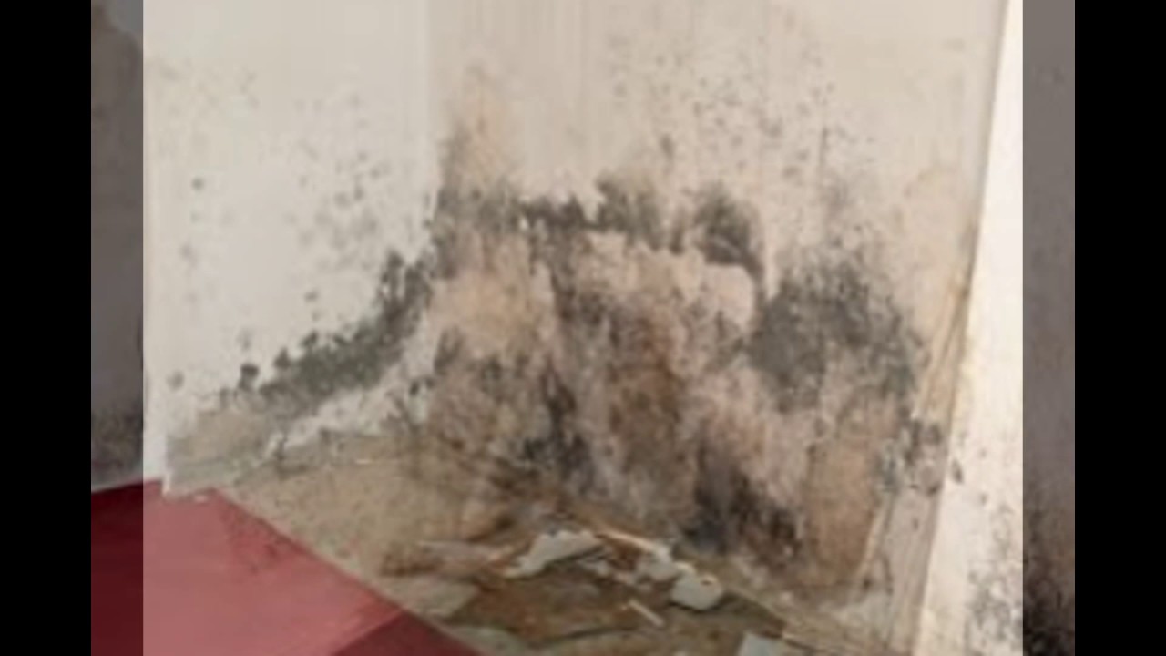 Mold removal Michigan City 219-210-6976