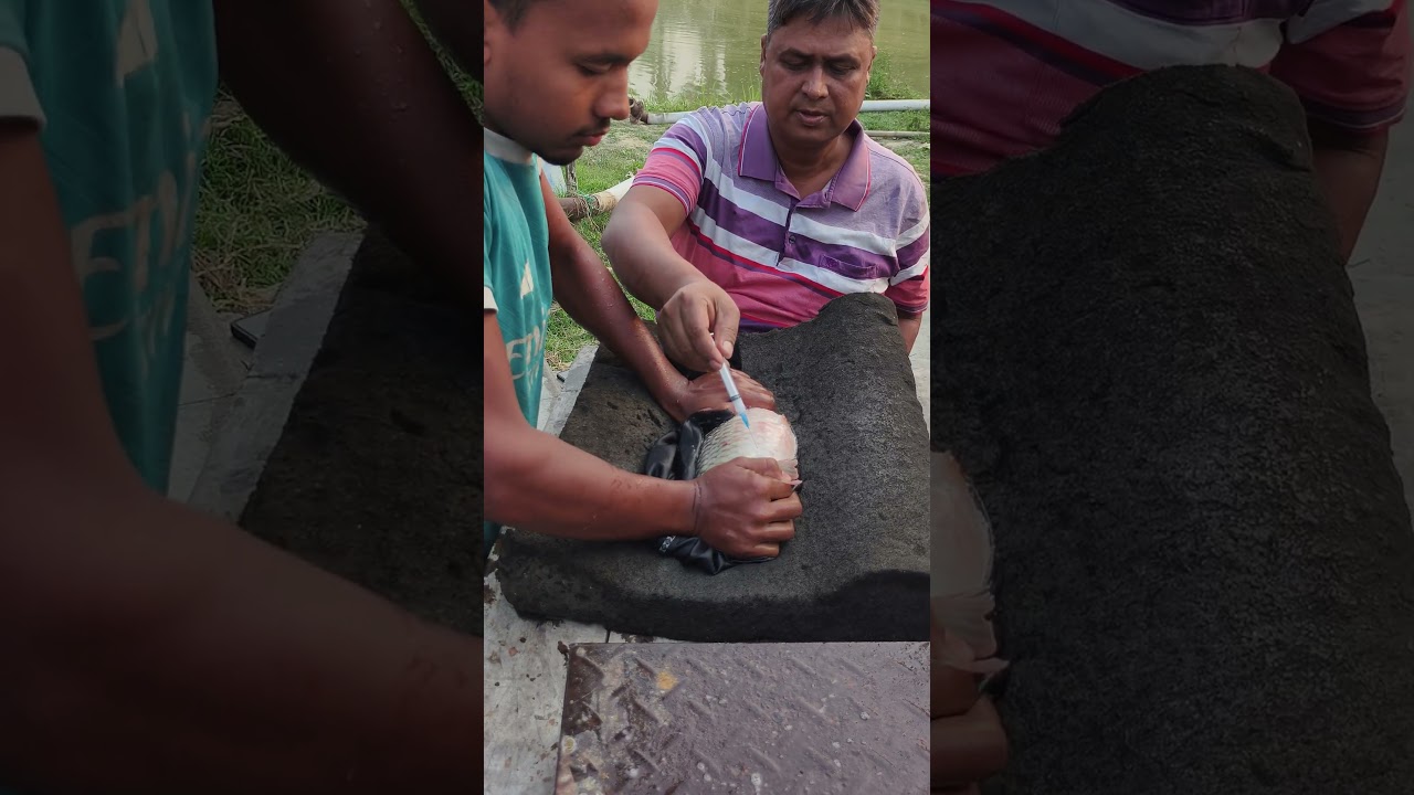 Indian Carp Fish Injection💉🐟 