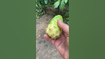 KHÁM PHÁ CÂY NHÀU 8 NĂM TUỔI, GỐC CÂY TO NHƯ CHÂN VOI_CÔNG DỤNG TRÁI NHÀU_NƯỚC CỐT NHÀU_0973 765 730