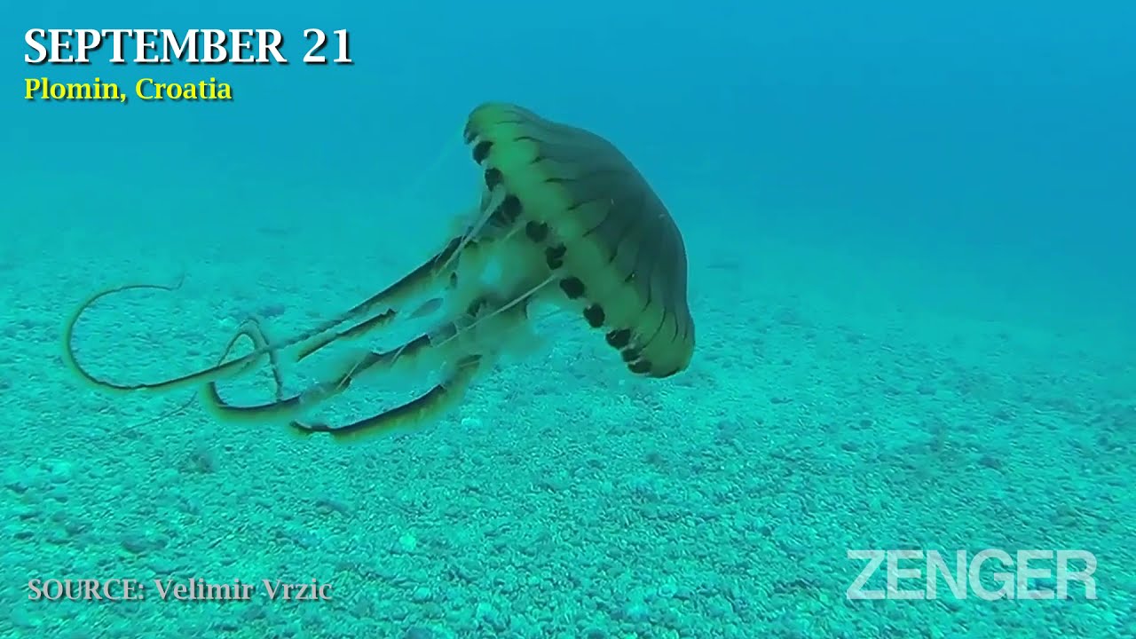 Compass Jellyfish Swimming Near Thermal Power Plant In The Adriatic Sea