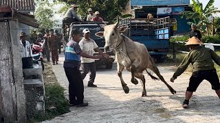 GONJANG GANJIG SAPI NGAMUK TURUN DARI TRUK OLENG
