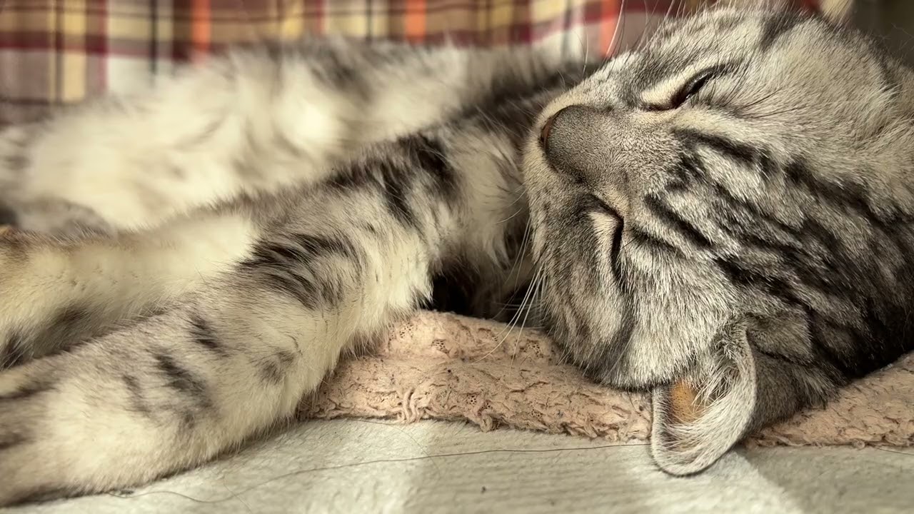 昼寝でポカポカになっている猫のクレアさん