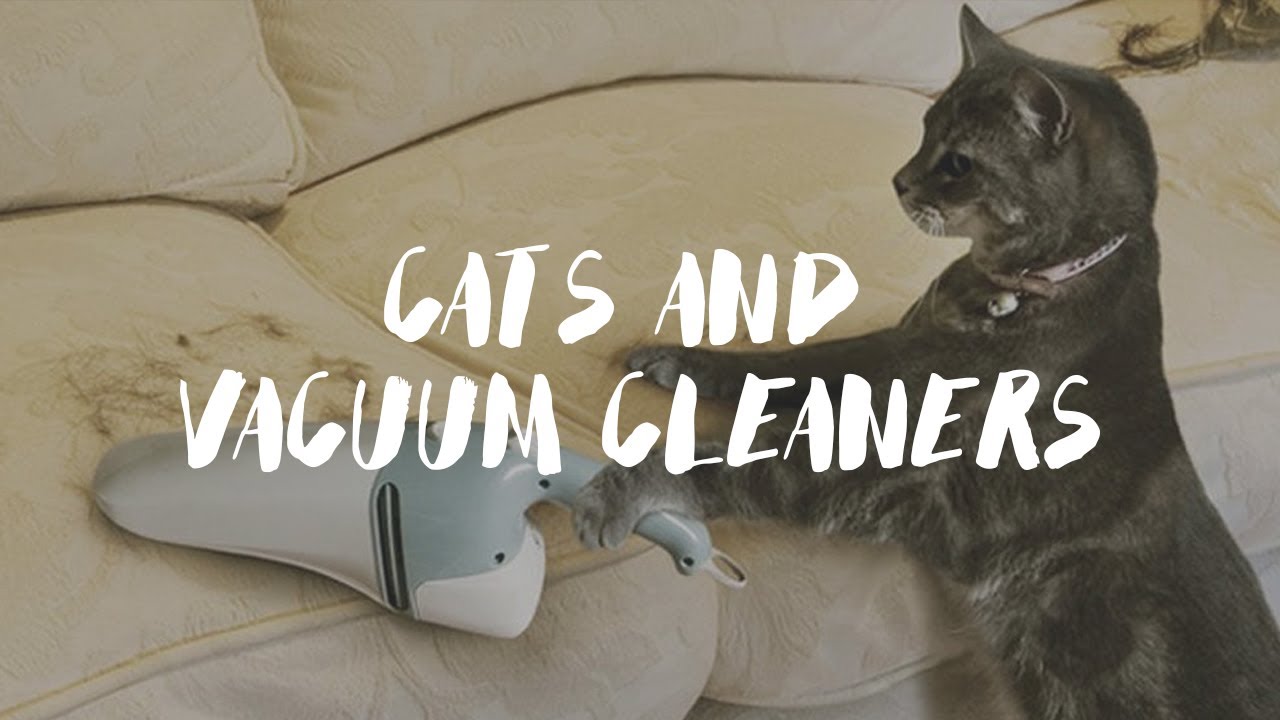 Cats And Vacuum Cleaners Compilation 2017 YouTube