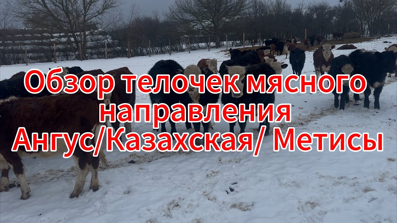 Телки Абердин Ангус, Казахские, мясные метисы 
