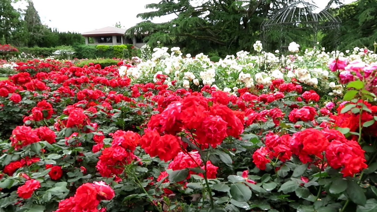 年 初夏の京都府立植物園 バラ園 Youtube