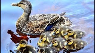 Duck Hatch 2017 Live Stream