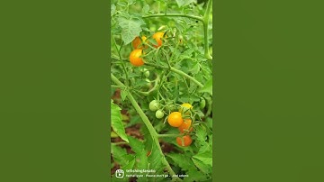 Short | Garden Harvest Quick Recap From This Week | Tomatoes & Onions