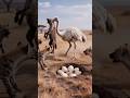 Amazing Ostrich Save His Eggs From Tiger #WTFzone360 #mindbending #glitchart