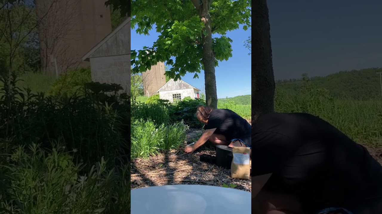 Transplanting Wild Senna seedlings