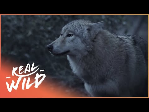 Wolf Gets Banished From Pack For Bad Behaviour | Animals After Dark documentary thumbnail