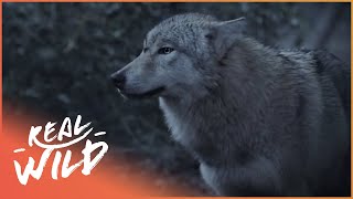 Wolf Gets Banished From Pack For Bad Behaviour | Animals After Dark