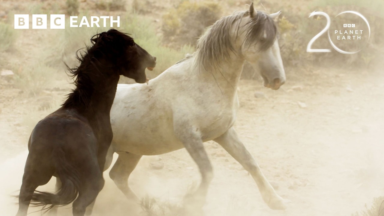 Mustang Stallions Duel Across the Nevada Desert | 20 Years of Planet Earth II