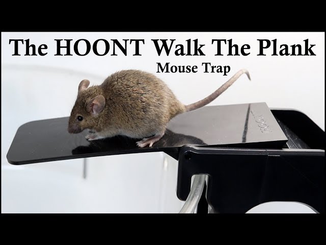 The HOONT Walk The Plank Mouse Trap - Mousetrap Monday 