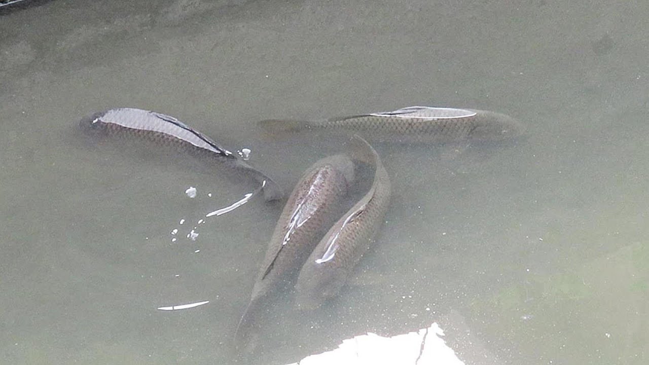 浅い用水路に集まる巨大な魚達 Youtube