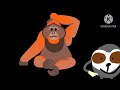 Rainforest animals 