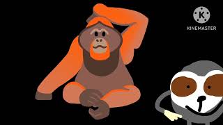 Rainforest animals 