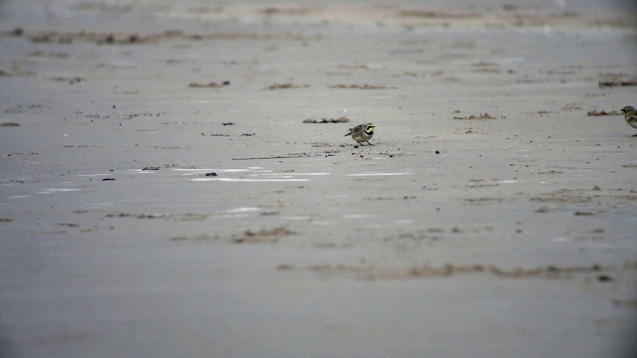 Shore Lark (Eremophila alpestris)