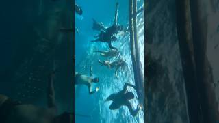 Iphone 16 Pro Max Underwater Camera Test
