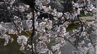 20190403-DSC_9058