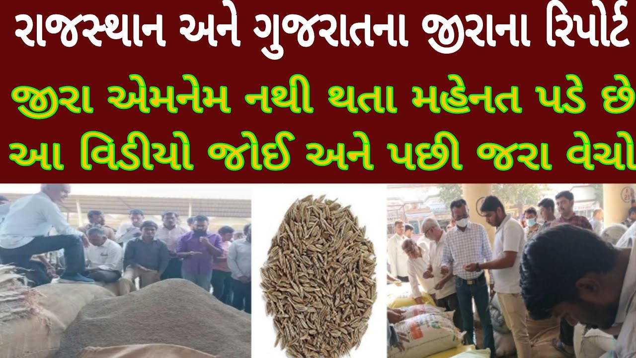 રાજસ્થાન અને ગુજરાતના જીરાના રિપોર્ટ, રાજસ્થાન જીરા, રાજસ્થાનમાં જીરામાં માવઠું, જીરા ક્યારે વેચવા, 