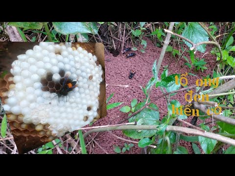 Video tổ ong đất đen quá siêu ngầu, ong bắc cày @zoo thợ săn... - youtube